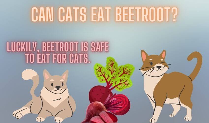 Can cats eat beetroot