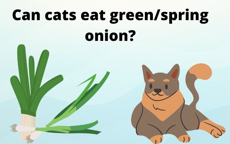 Can cats eat green/spring onion