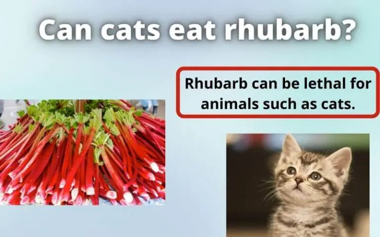 Can cats eat rhubarb? Is rhubarb OK for cats?