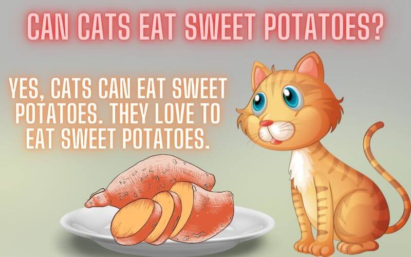 Can cats eat sweet potatoes