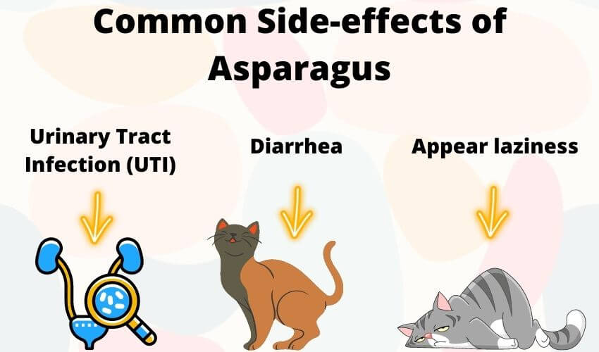 Common Side-effects of Asparagus