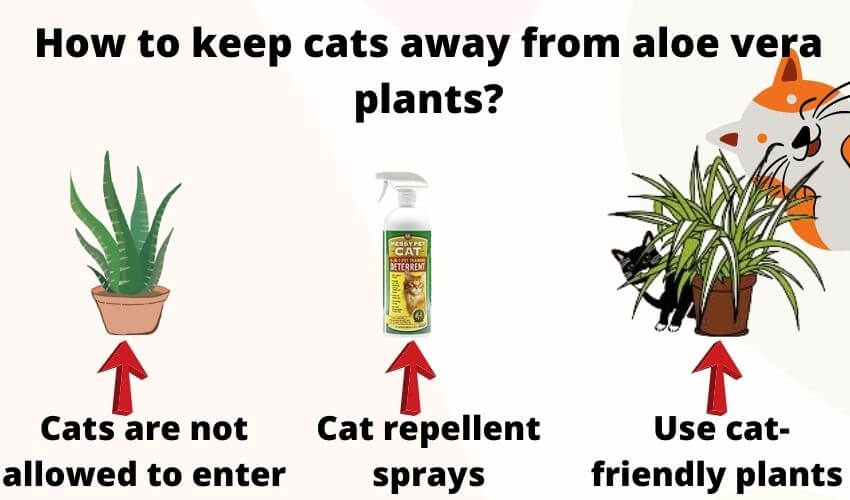 How to keep cats away from aloe vera plants?