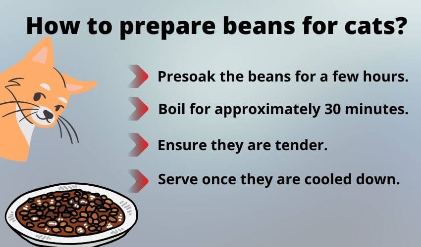 How to prepare beans for cats