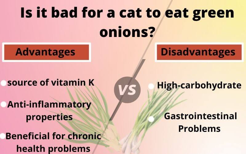 Is it bad for a cat to eat green onions