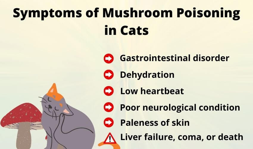 Symptoms of Mushroom Poisoning in Cats