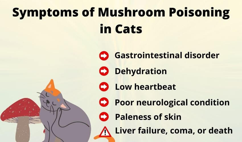 Can Cats Eat Mushrooms? Why Do Cats Like Mushrooms?