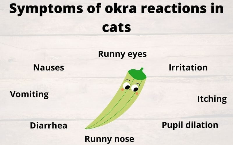 Symptoms of okra reactions in cats