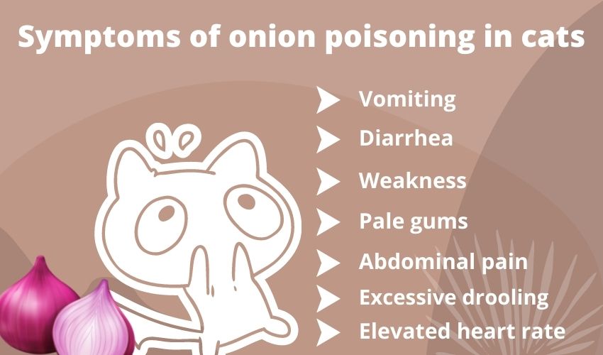 can-cats-eat-onions-symptoms-of-onion-poisoning-in-cats