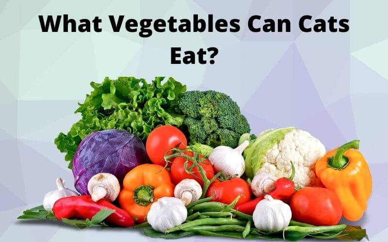 What Vegetables Can Cats Eat