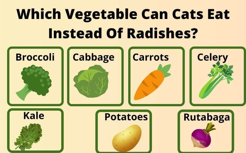 Which Vegetable Can Cats Eat Instead Of Radishes