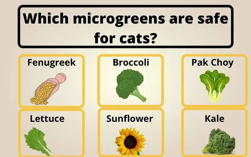 Which microgreens are safe for cats?