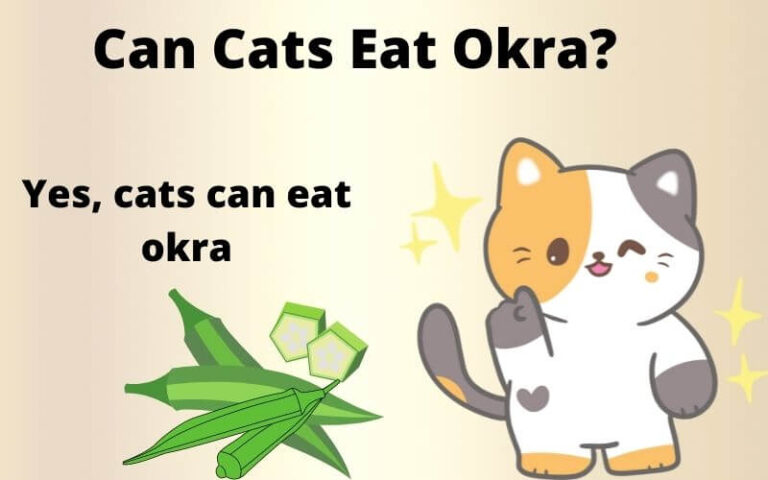 Can Cats Eat Okra? Is okra good for cats?