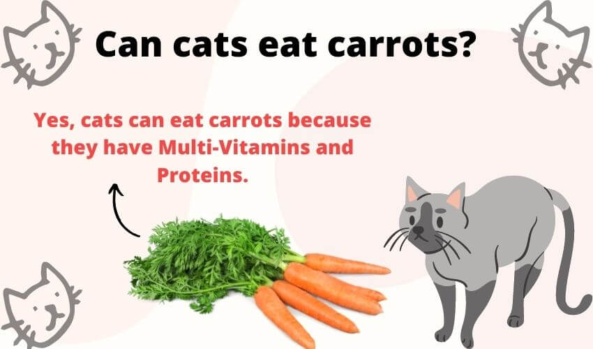 Can Cats Eat Carrots? Facts About Carrot Juice & Raw Carrots