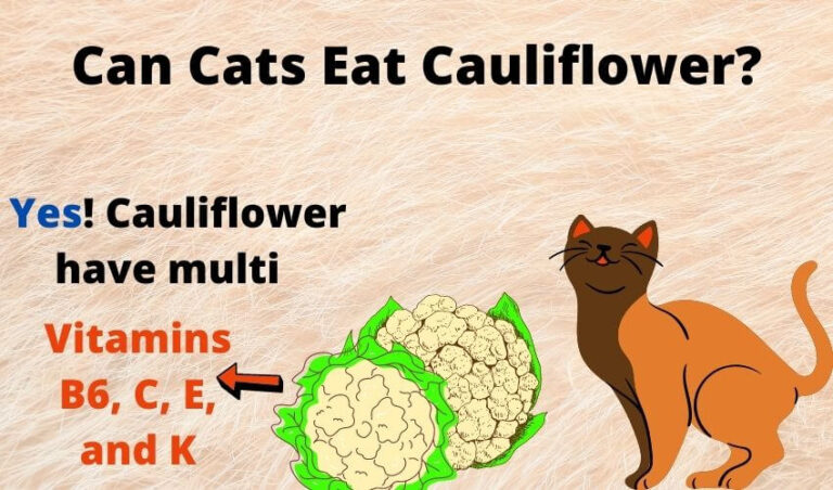 Can Cats Eat Cauliflower? – Is It Safe? Raw & Cooked