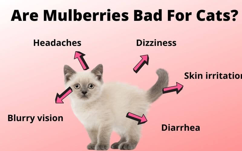 Are Mulberries Bad For Cats?