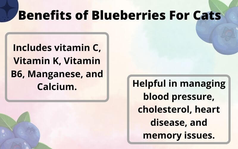 Benefits of Blueberries For Cats