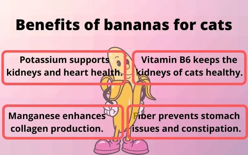 Benefits of bananas for cats