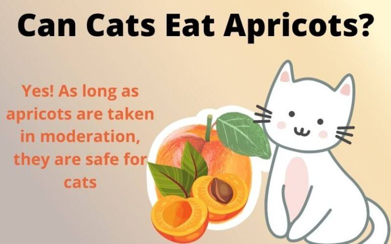 Can Cats Eat Apricots? Is Apricot Safe for Cats?