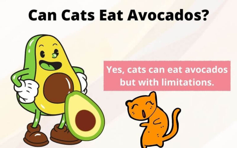 Can Cats Eat Avocados? Is avocado bad for cats?