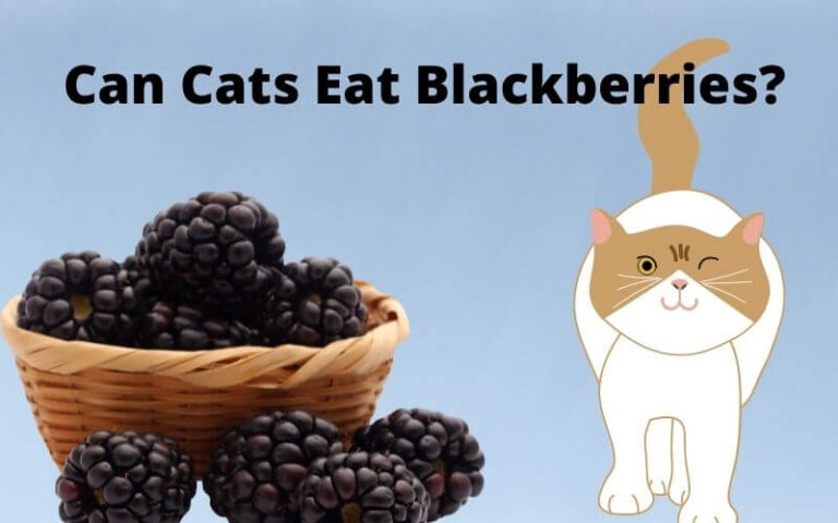 Can Cats Eat Blackberries? Are Blackberries Safe For Cats?