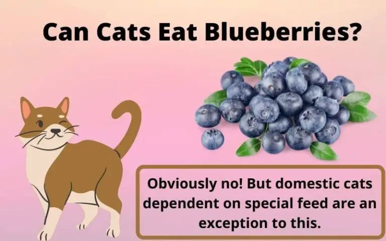 Can Cats Eat Blueberries? Benefits of Blueberries For Cats