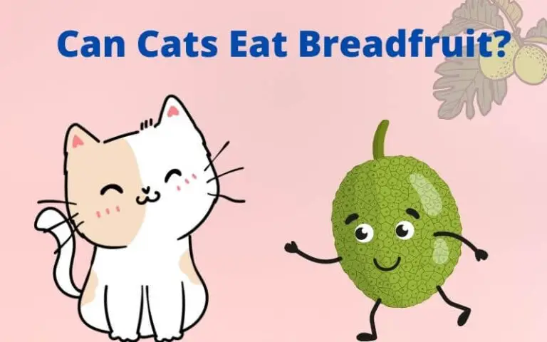 Can Cats Eat Breadfruit? Is Breadfruit Good For Cats?