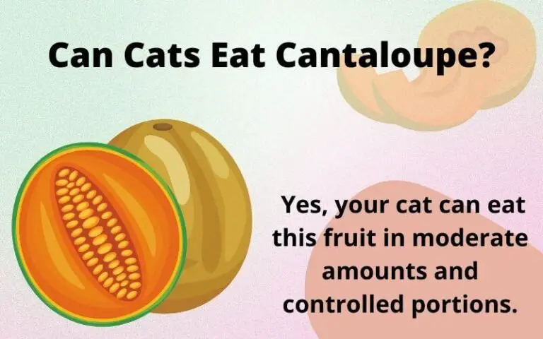 Can Cats Eat Cantaloupe? Is Cantaloupe Safe For Cats?