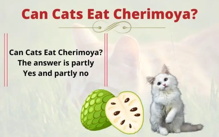 Can Cats Eat Cherimoya? Is it good for cats?