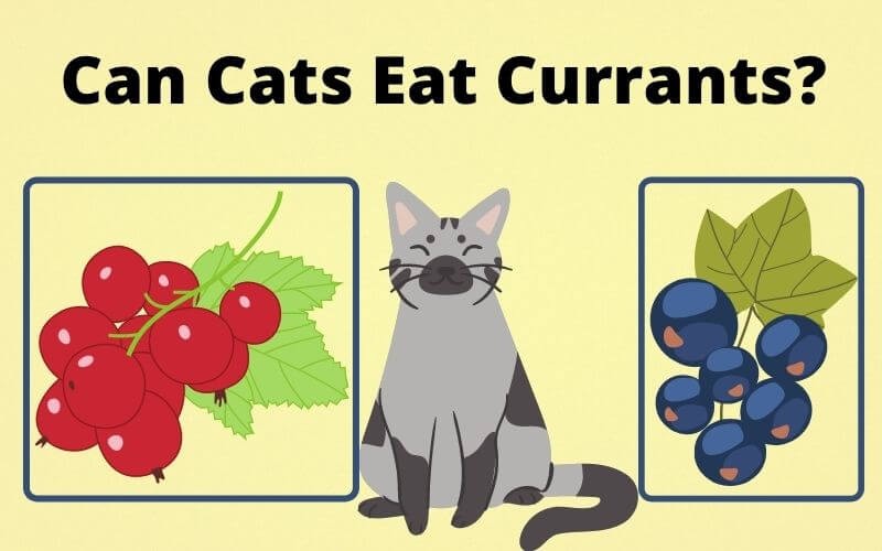 Can Cats Eat Currants