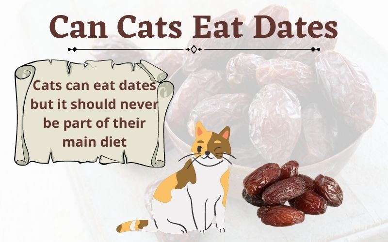 Can Cats Eat Dates