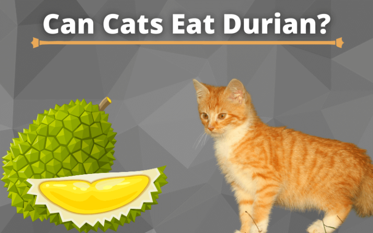 Can Cats Eat Durian? Is Durian Poisonous to Cats?