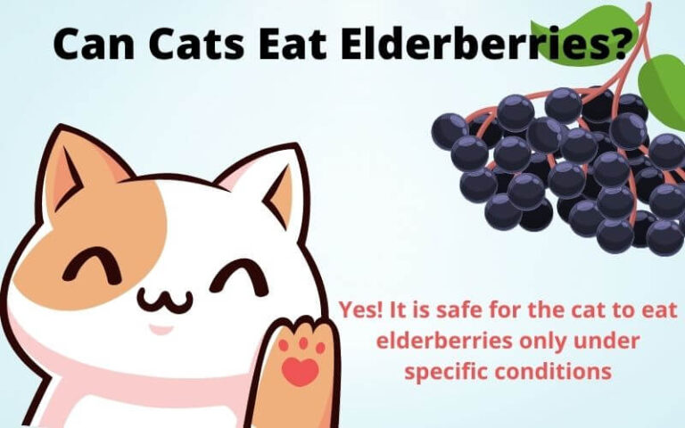 Can Cats Eat Elderberries? Is Sambucol Safe For Cats?
