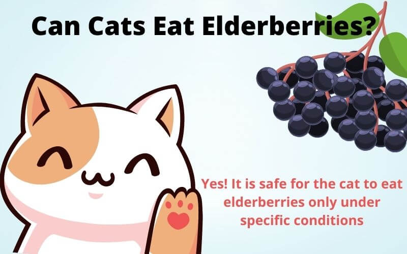 Can Cats Eat Elderberries