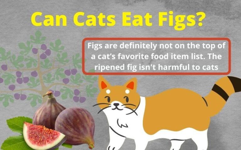 Can Cats Eat Figs? Are Figs Toxic To Cats?