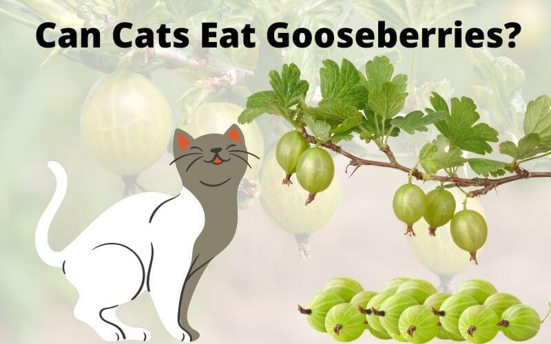 Can Cats Eat Gooseberries