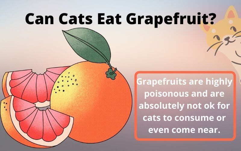 Can Cats Eat Grapefruit