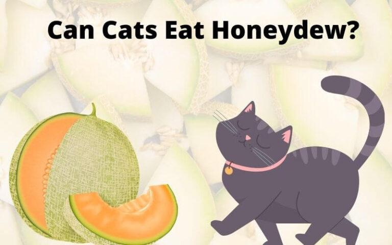 Can Cats Eat Honeydew? Is Honeydew Poisonous For Cats?