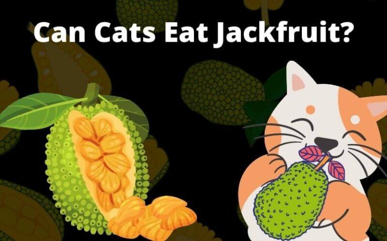Can Cats Eat Jackfruit? Is Jackfruit Poisonous To Cats?