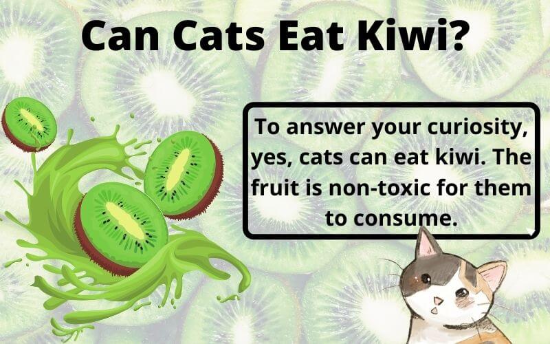 Can Cats Eat Kiwi