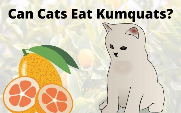 Can Cats Eat Kumquats? Are Kumquats Poisonous For Cats?