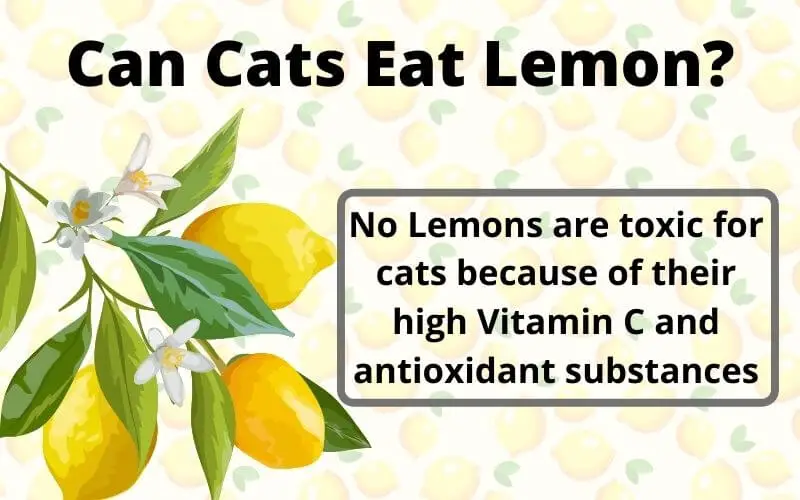 Can Cats Eat Lemon? Are Lemons Toxic To Cats?