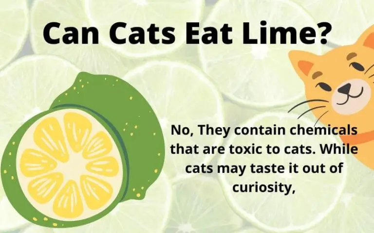 Can Cats Eat Lime? Are Limes Poisonous To Cats?