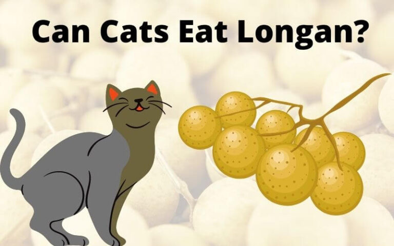 Can Cats Eat Longan? Is Longan Toxic To Cats?