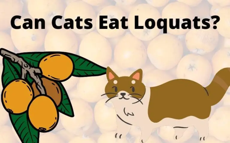 Can Cats Eat Loquats? Is Loquat Poisonous To Cats?