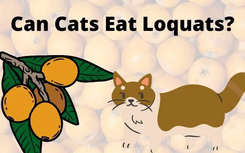 Can Cats Eat Loquats