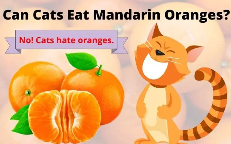 Can Cats Eat Mandarin Oranges? It’s safe for cats?