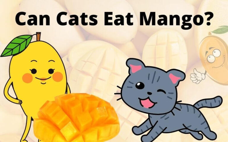 Can Cats Eat Mango? Benefits of mango for cats