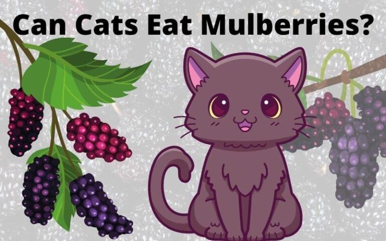 Can Cats Eat Mulberries? Are Mulberries Good For Cats?