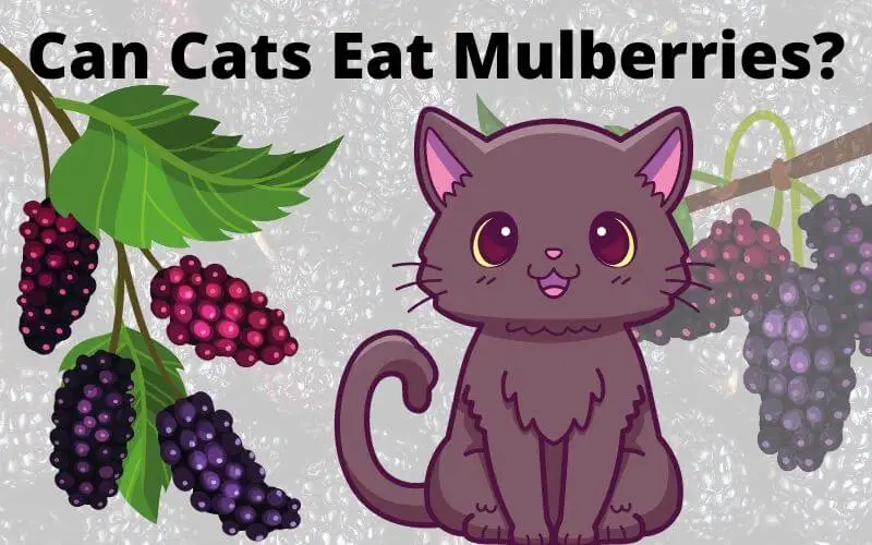 Can Cats Eat Mulberries