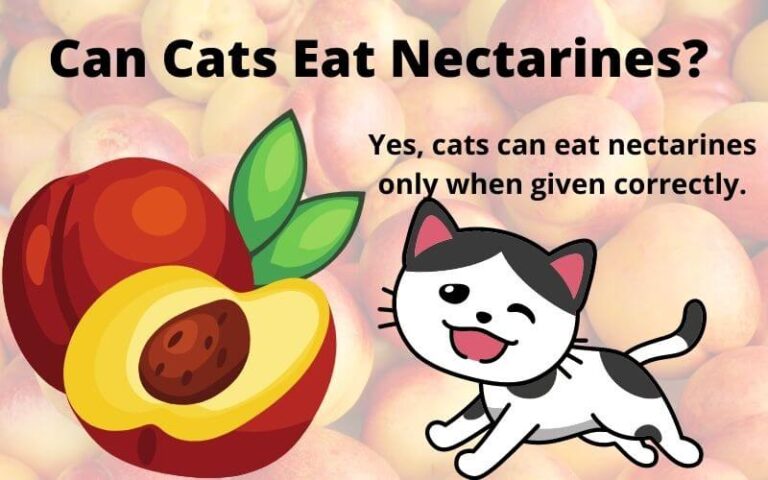 Can Cats Eat Nectarines? Are Nectarines Good For Cats?